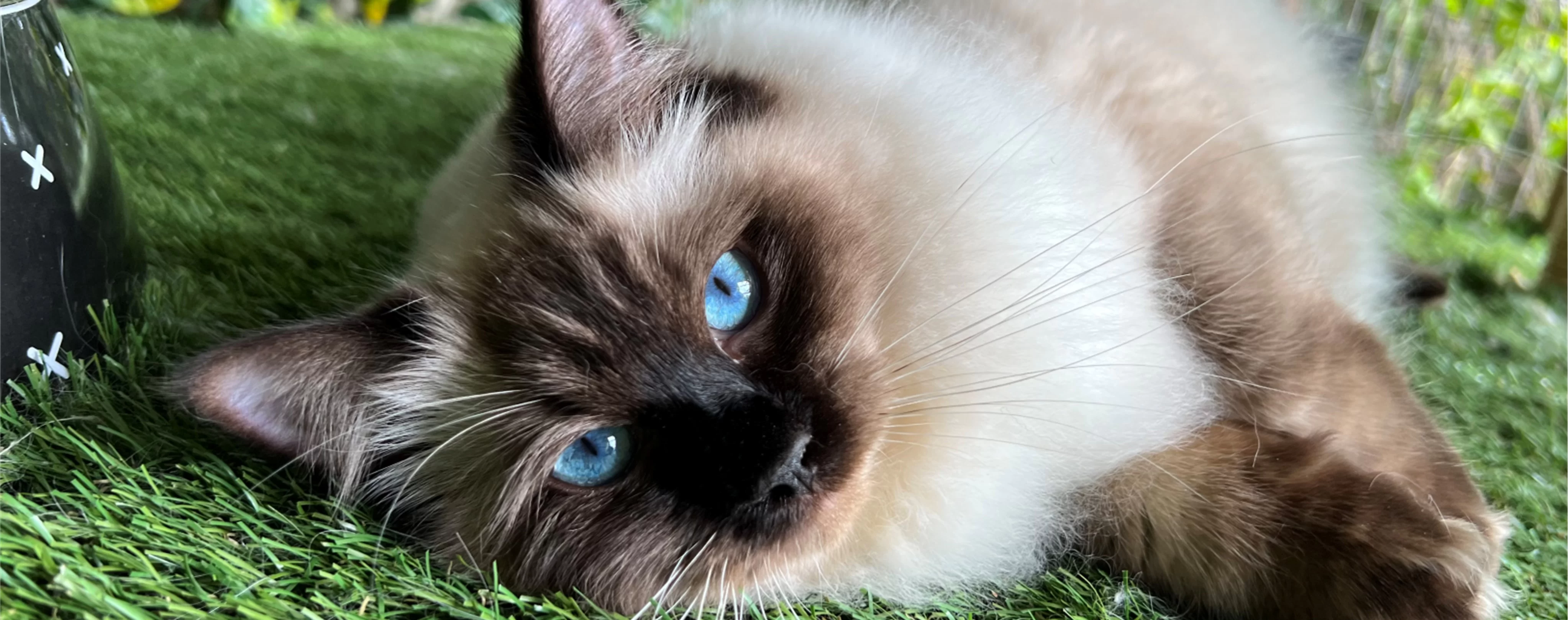 Ragdoll Kitten 3