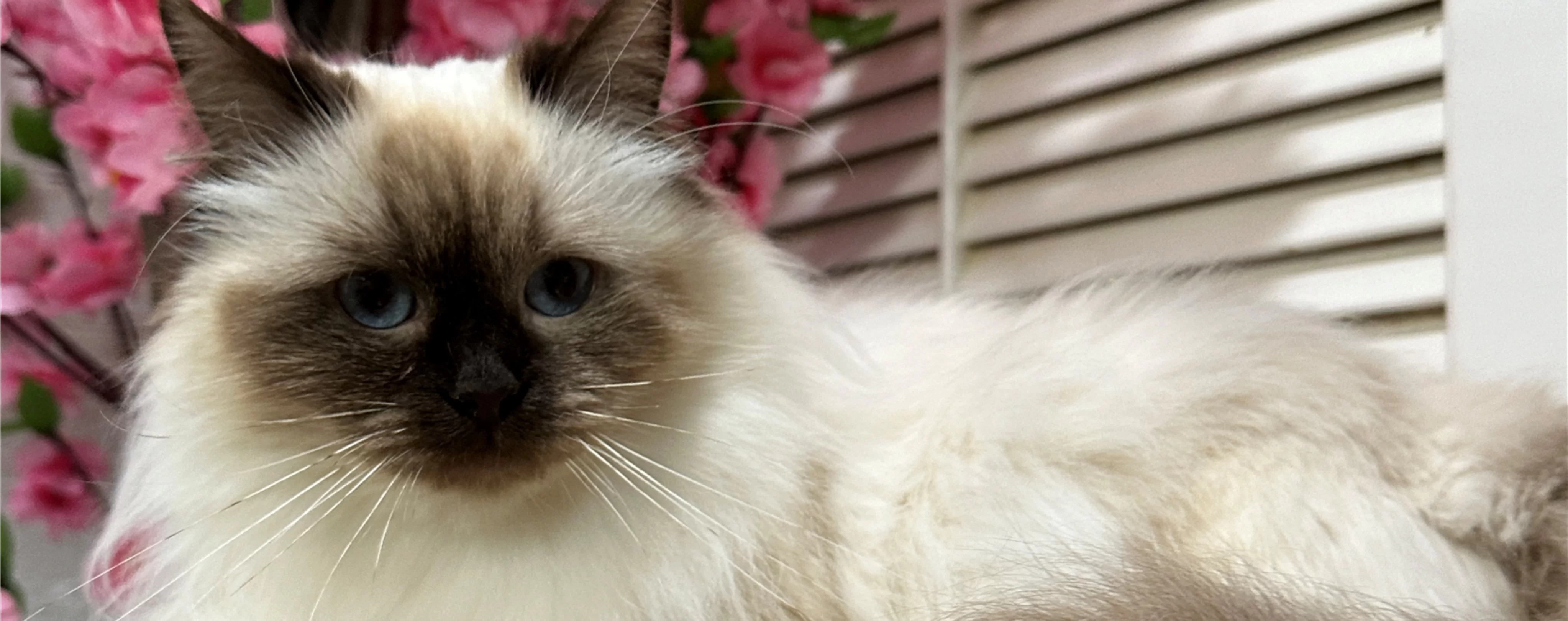Ragdoll Kitten 3