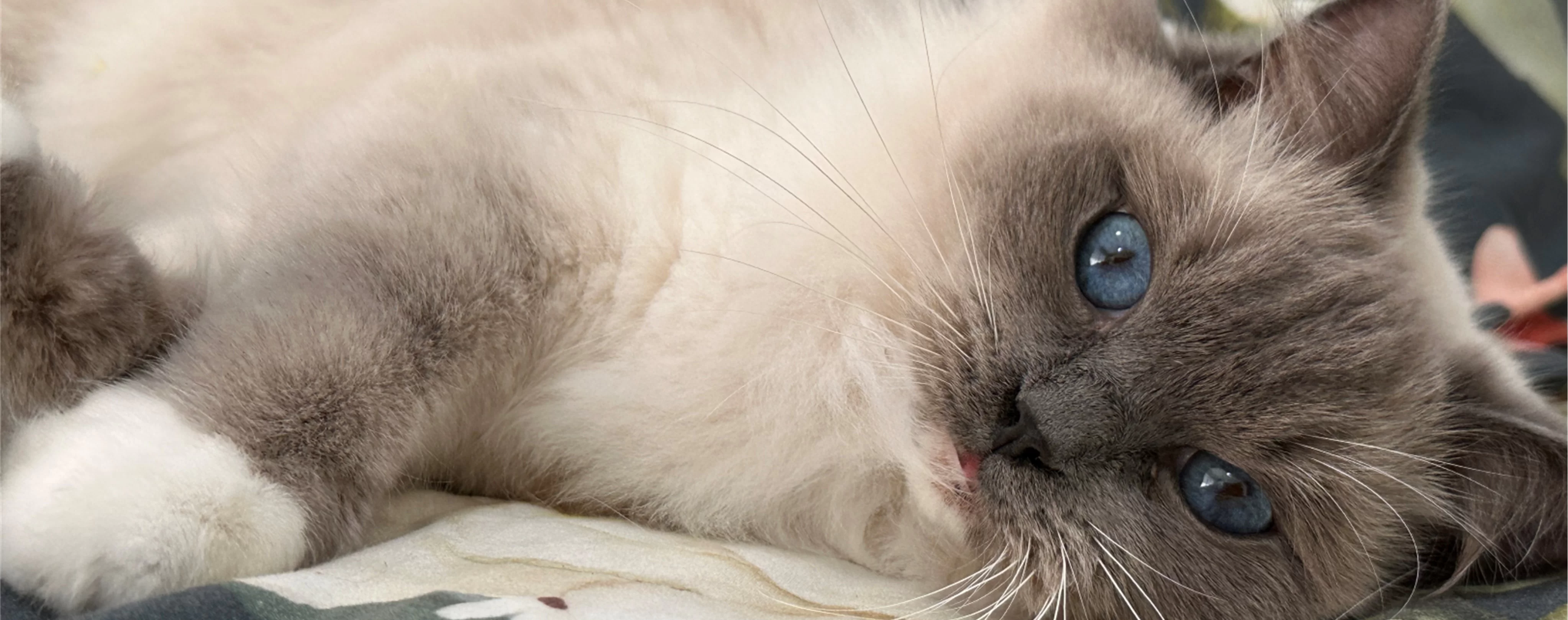 Ragdoll Kitten 3