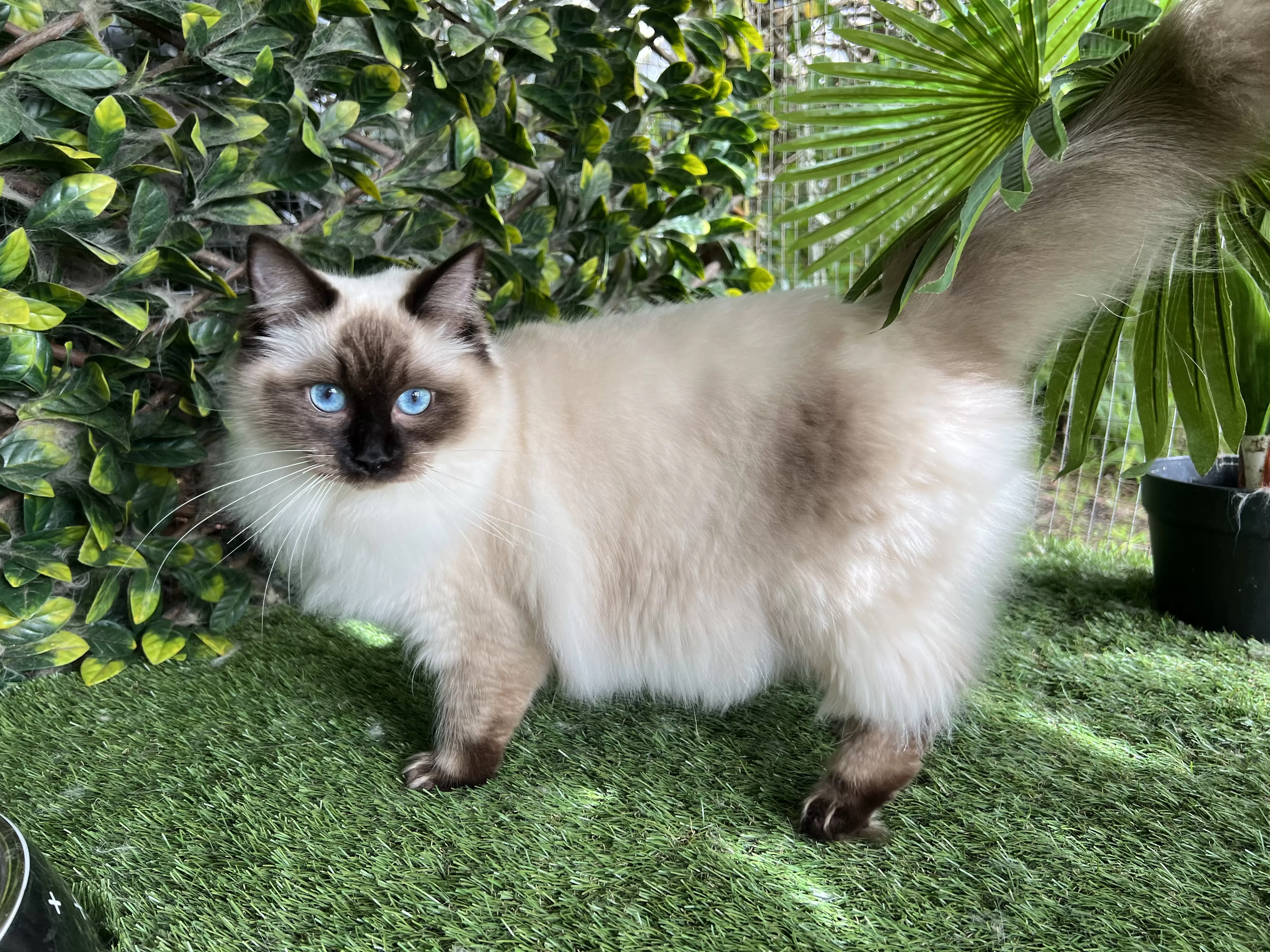 Colorpoint Ragdoll