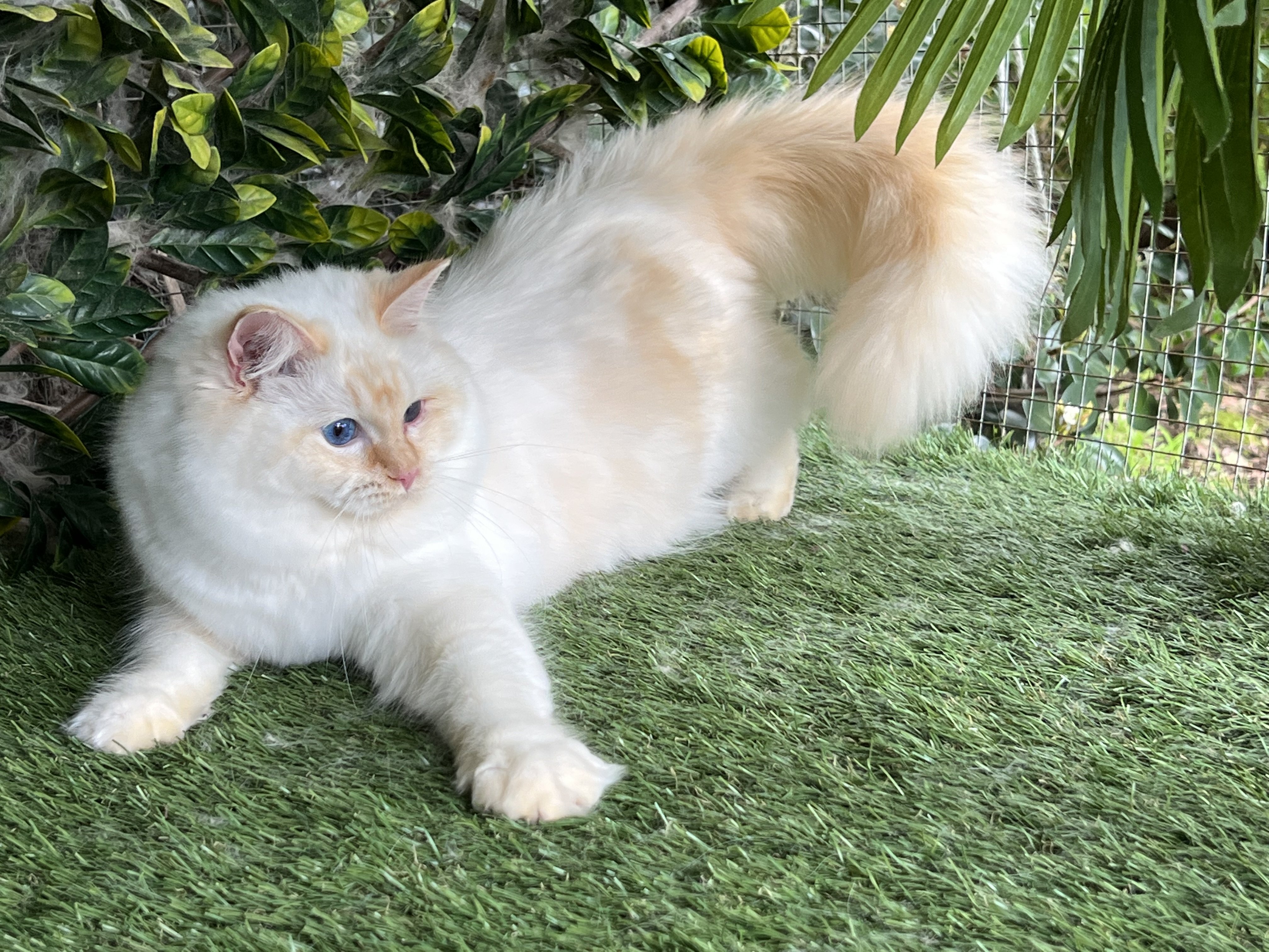 Red Ragdoll