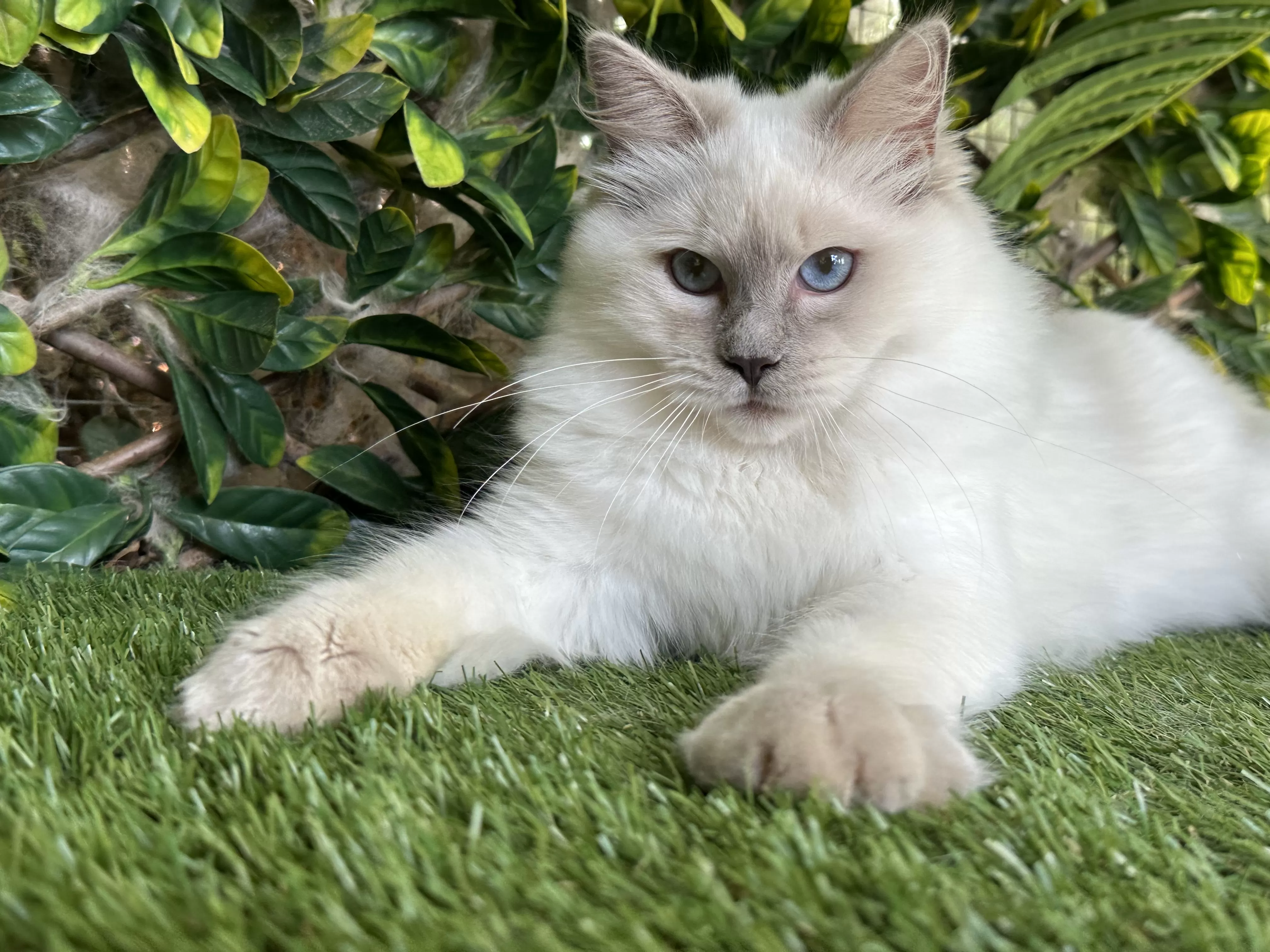Lilac Ragdoll