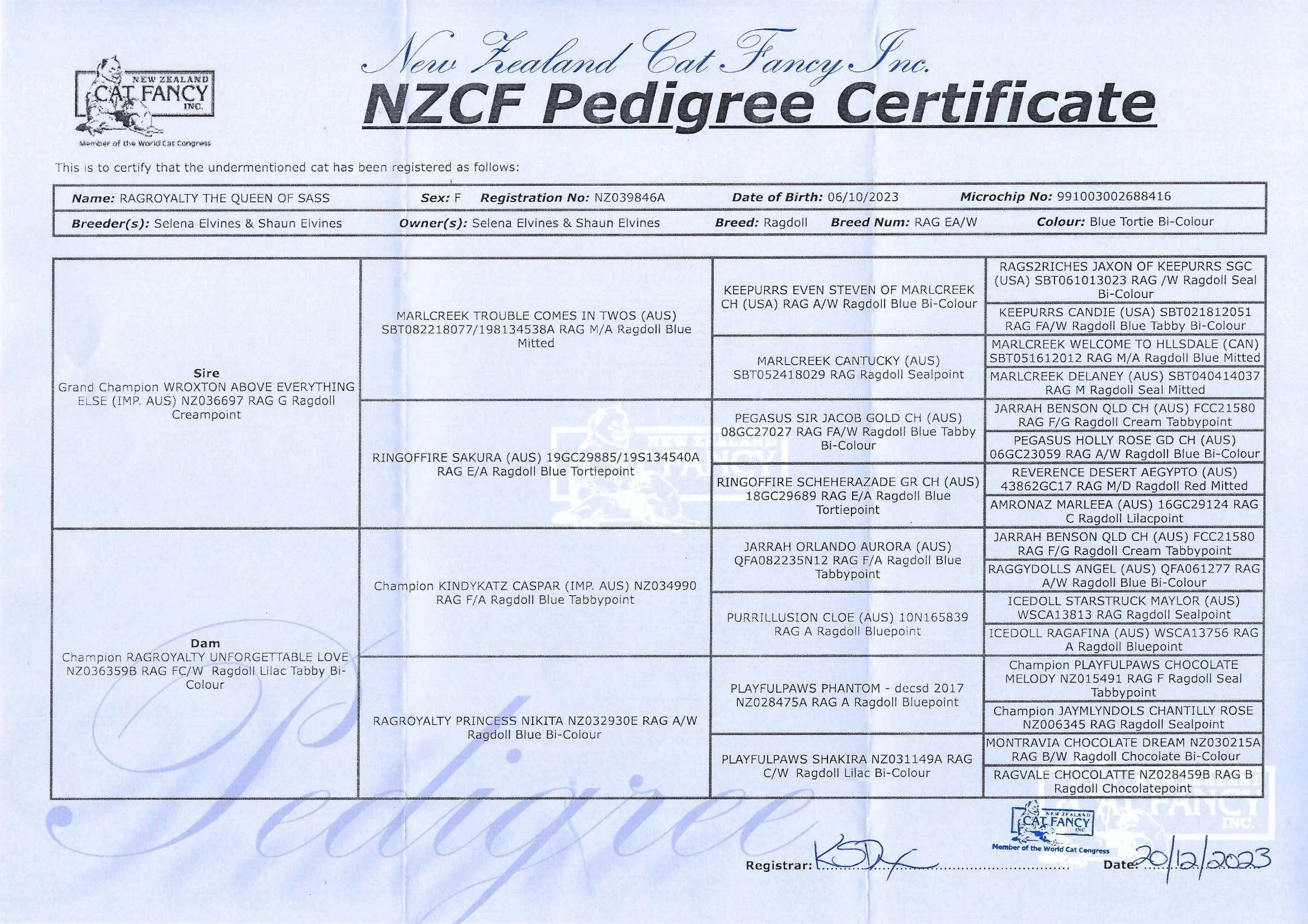 sassynzcfpedigree.webp