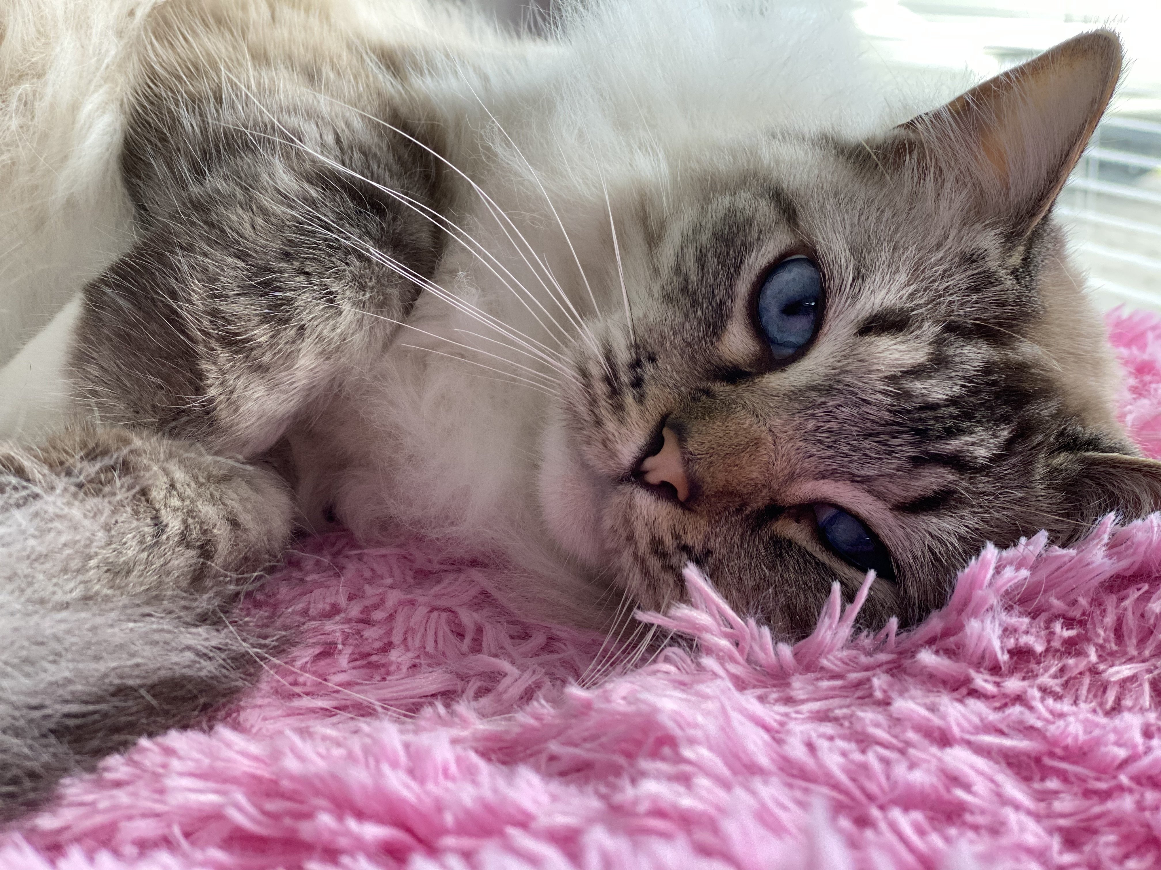 Seal Tabby Ragdoll